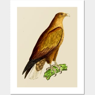 hawk,bald eagle,falcon,golden eagle,birdie,bird,bird of prey,raptor,aquila,vulture,heron,golf game,golf,eaglet,condor,haliaeetus,harpy eagle,beak,eagle putt,bird of jove,accipitridae,score,pigeon,owl,osprey Posters and Art